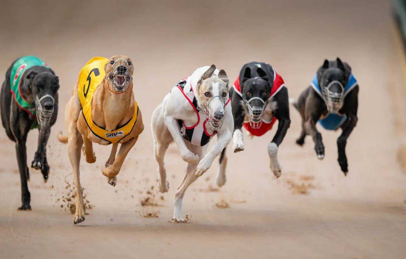 Photo wallpaper race, dog, running
