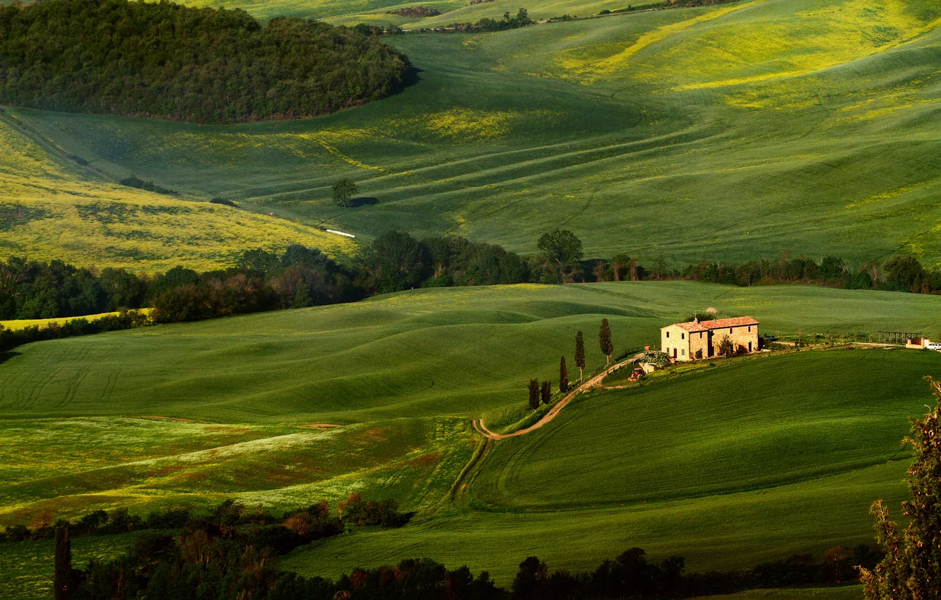 Photo wallpaper greens, trees, field, Tuscany