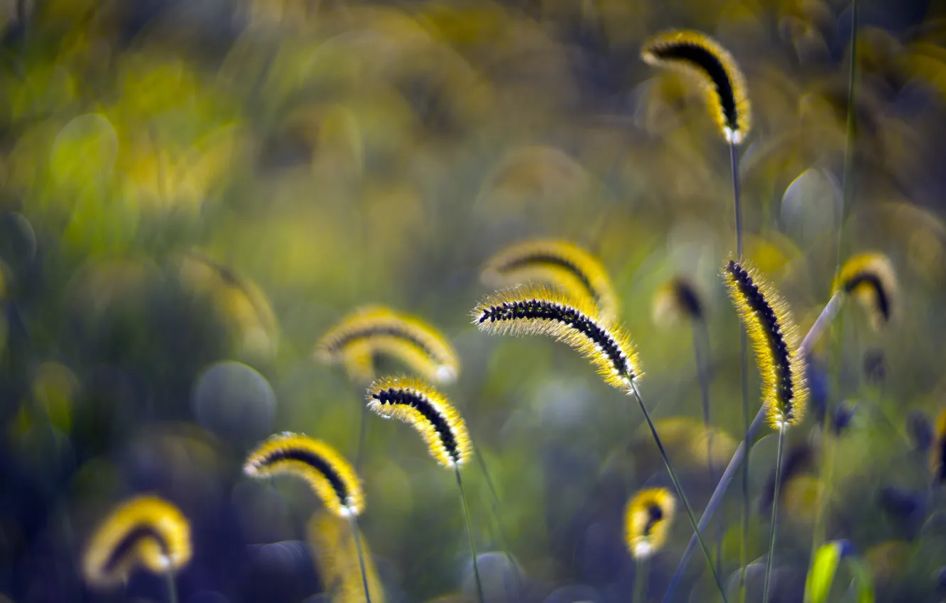 Photo wallpaper grass, sunset, glare, ears