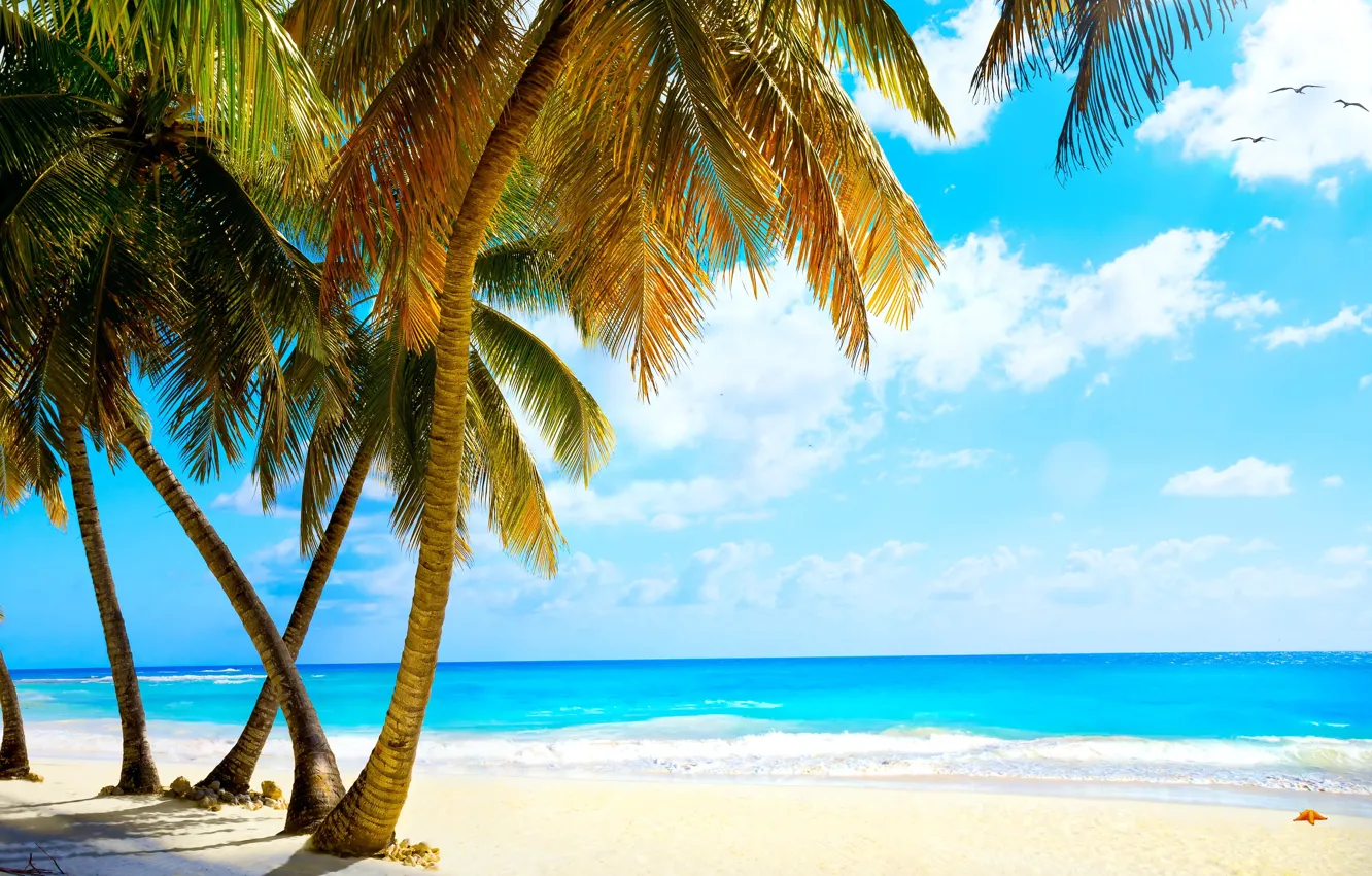 Photo wallpaper sand, sea, beach, tropics, palm trees, shore, summer, beach