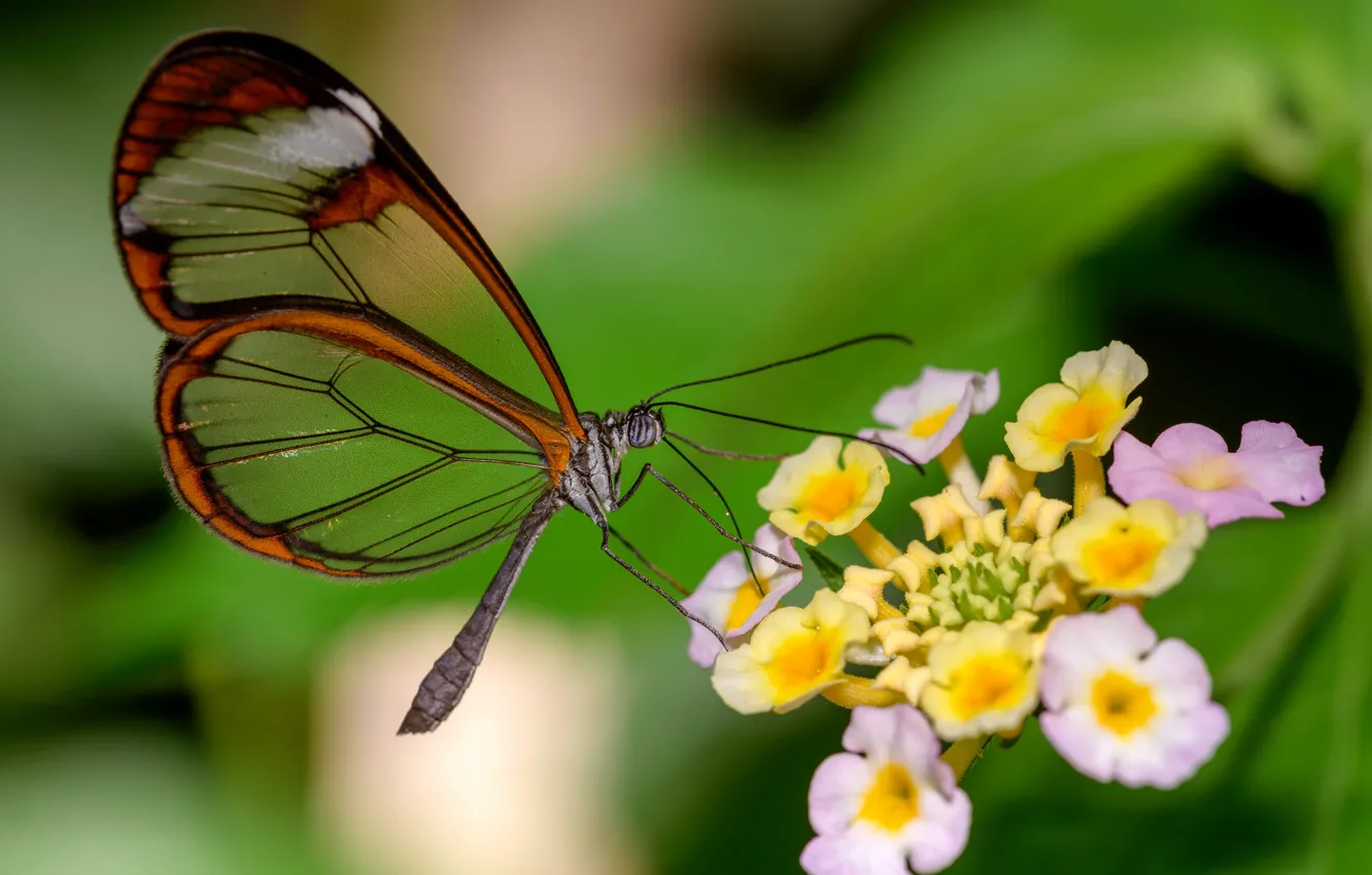 Photo wallpaper flower, butterfly, Greta OTO