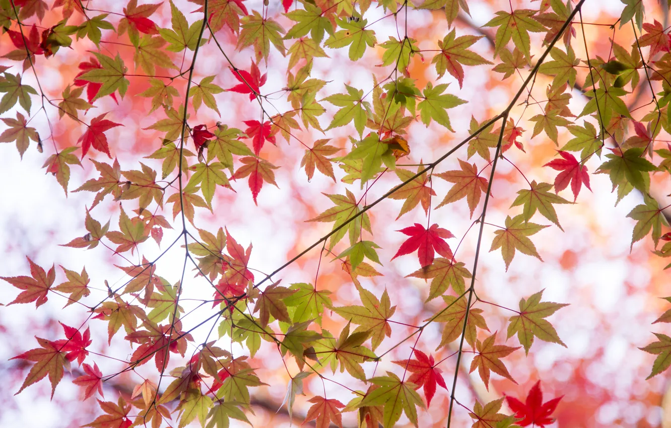 Photo wallpaper autumn, leaves, branches, paint