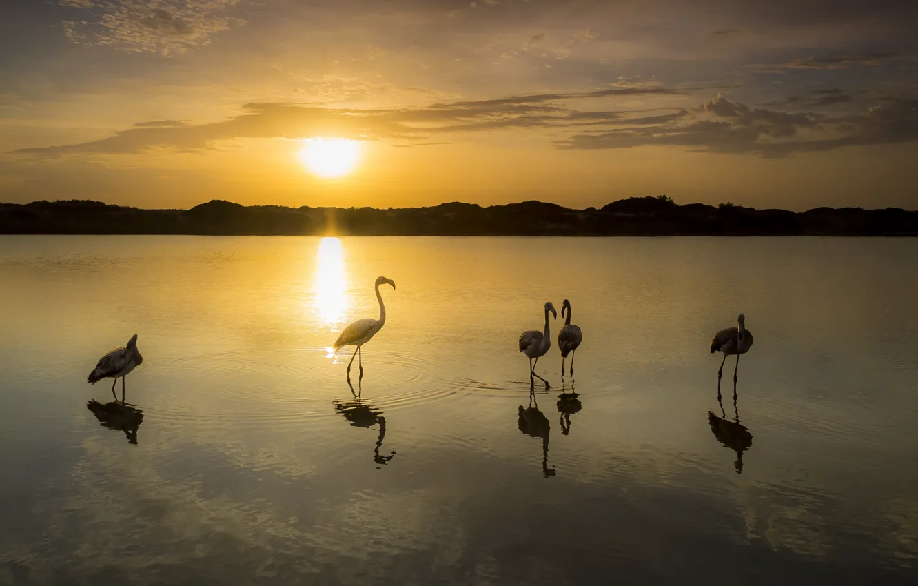 Photo wallpaper sunset, birds, lake, Flamingo