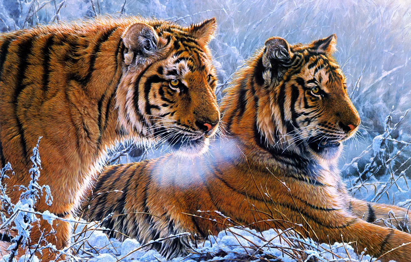 Photo wallpaper cold, winter, frost, look, face, snow, tiger, two