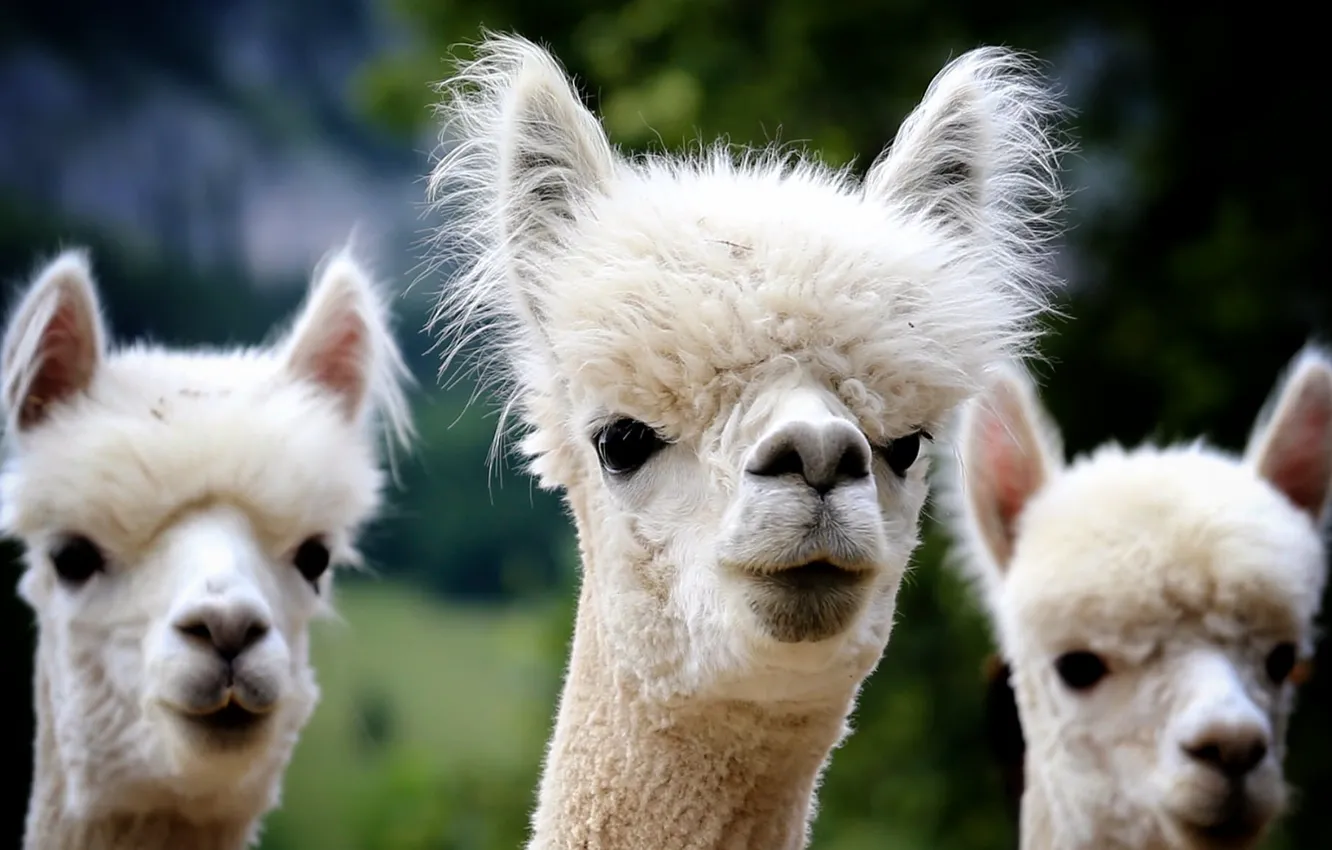 Photo wallpaper animal, furry, Alpaca