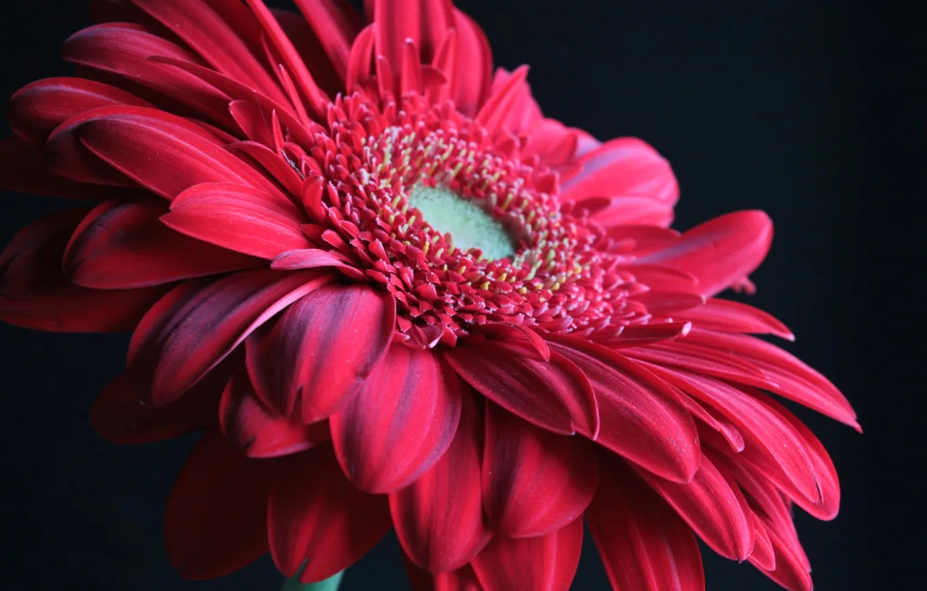 Photo wallpaper flowers, nature, plant, petals