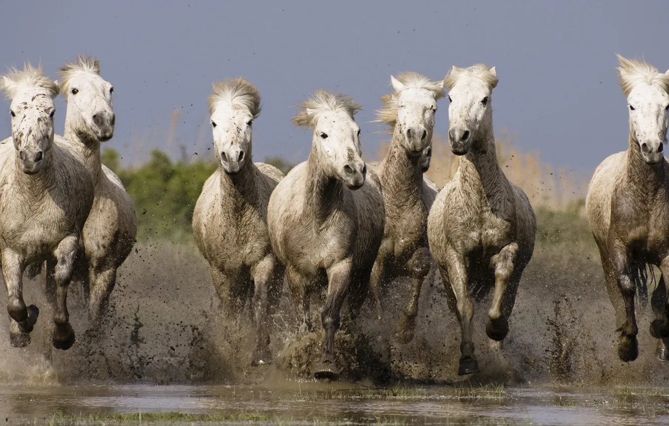 Photo wallpaper water, horse, horse, dirt