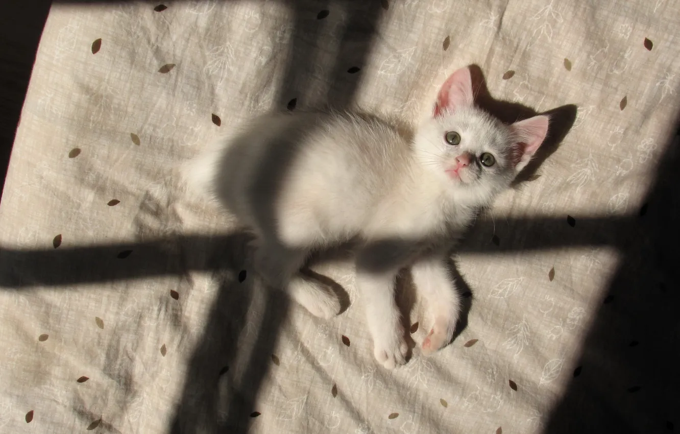 Photo wallpaper cat, house, shadow