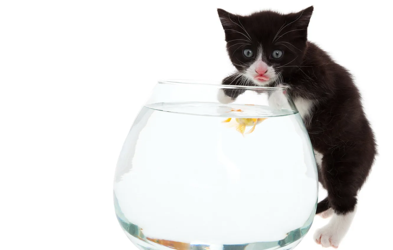 Photo wallpaper fish, fishing, food, aquarium, cat