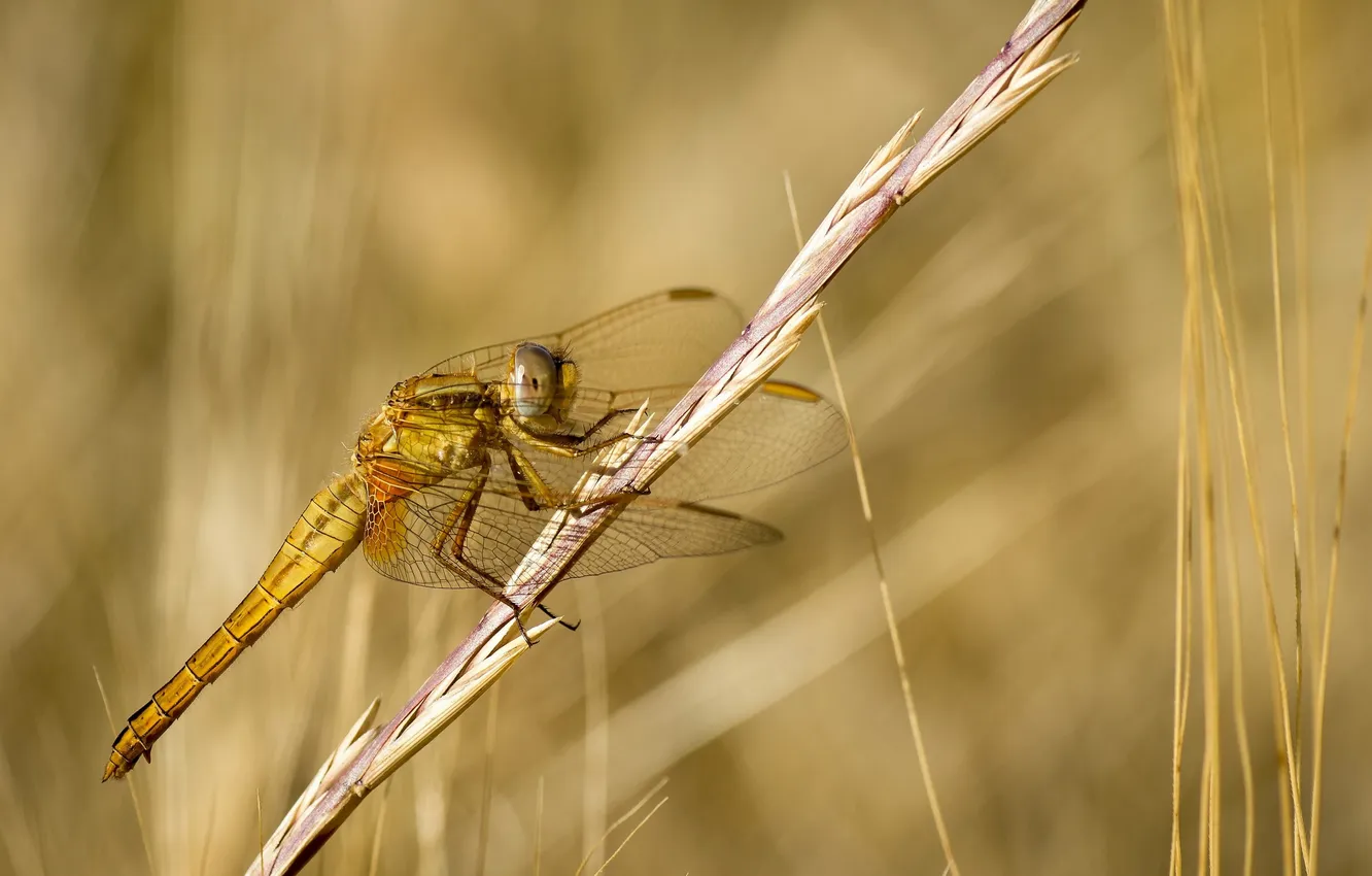 Photo wallpaper dragonfly, spike, grass
