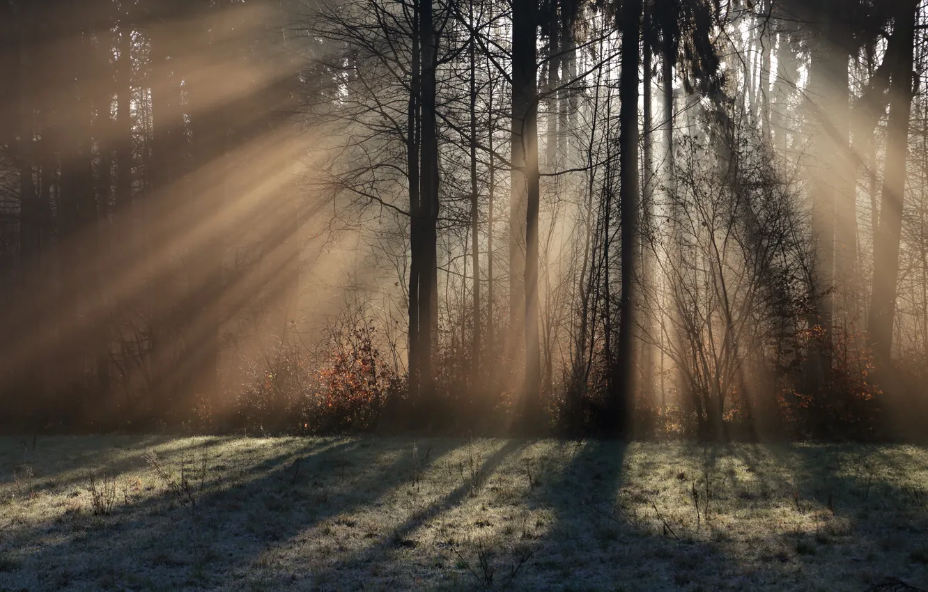 Photo wallpaper light, trees, fog, morning