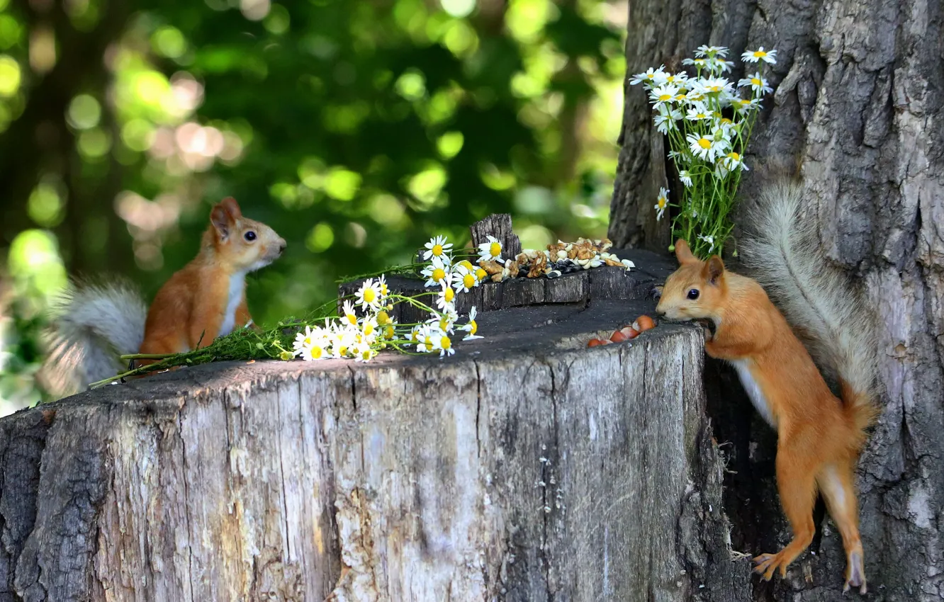 Photo wallpaper summer, flowers, nature, pose, tree, stump, chamomile, protein