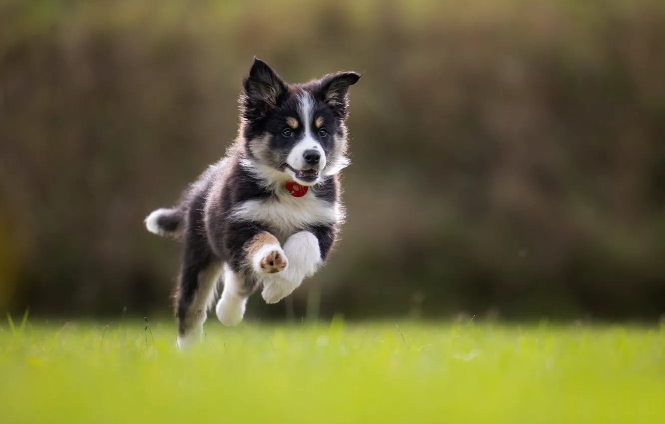 Photo wallpaper grass, dog, running, puppy, walk, bokeh, The border collie