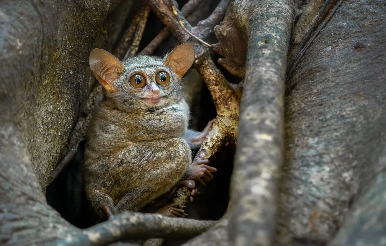 Photo wallpaper nature, animal, tarsier