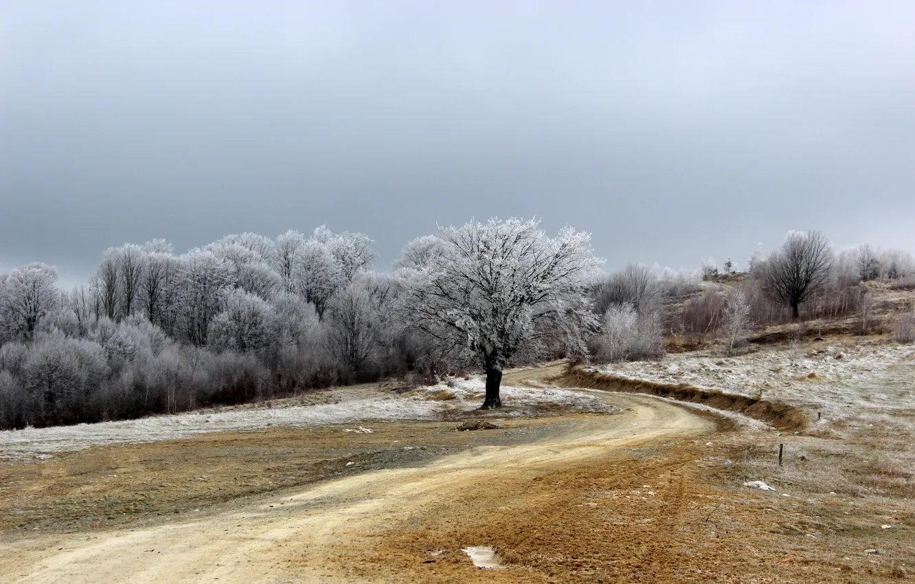 Photo wallpaper frost, road, field, nature, tree