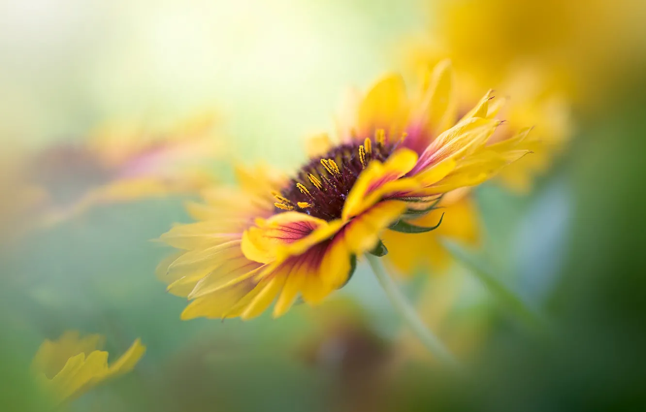 Photo wallpaper flower, macro, yellow, blur, green background, gaylardiya