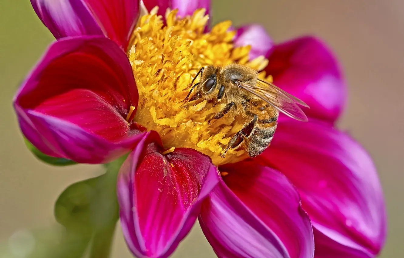 Photo wallpaper flower, bee, background, Dahlia