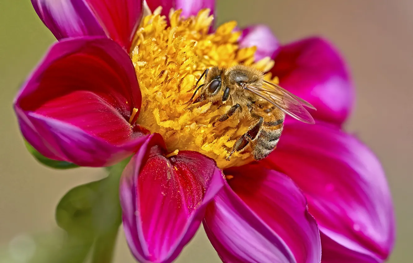 Photo wallpaper flowers, bee, background, dahlias