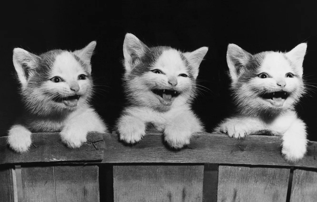 Photo wallpaper cats, kittens, Board