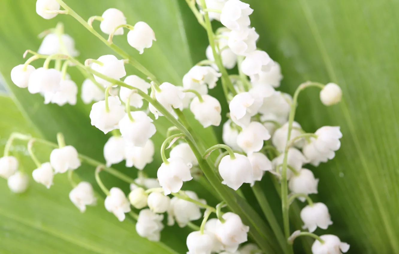 Photo wallpaper leaves, flowers, bouquet, spring, buds, lilies of the valley