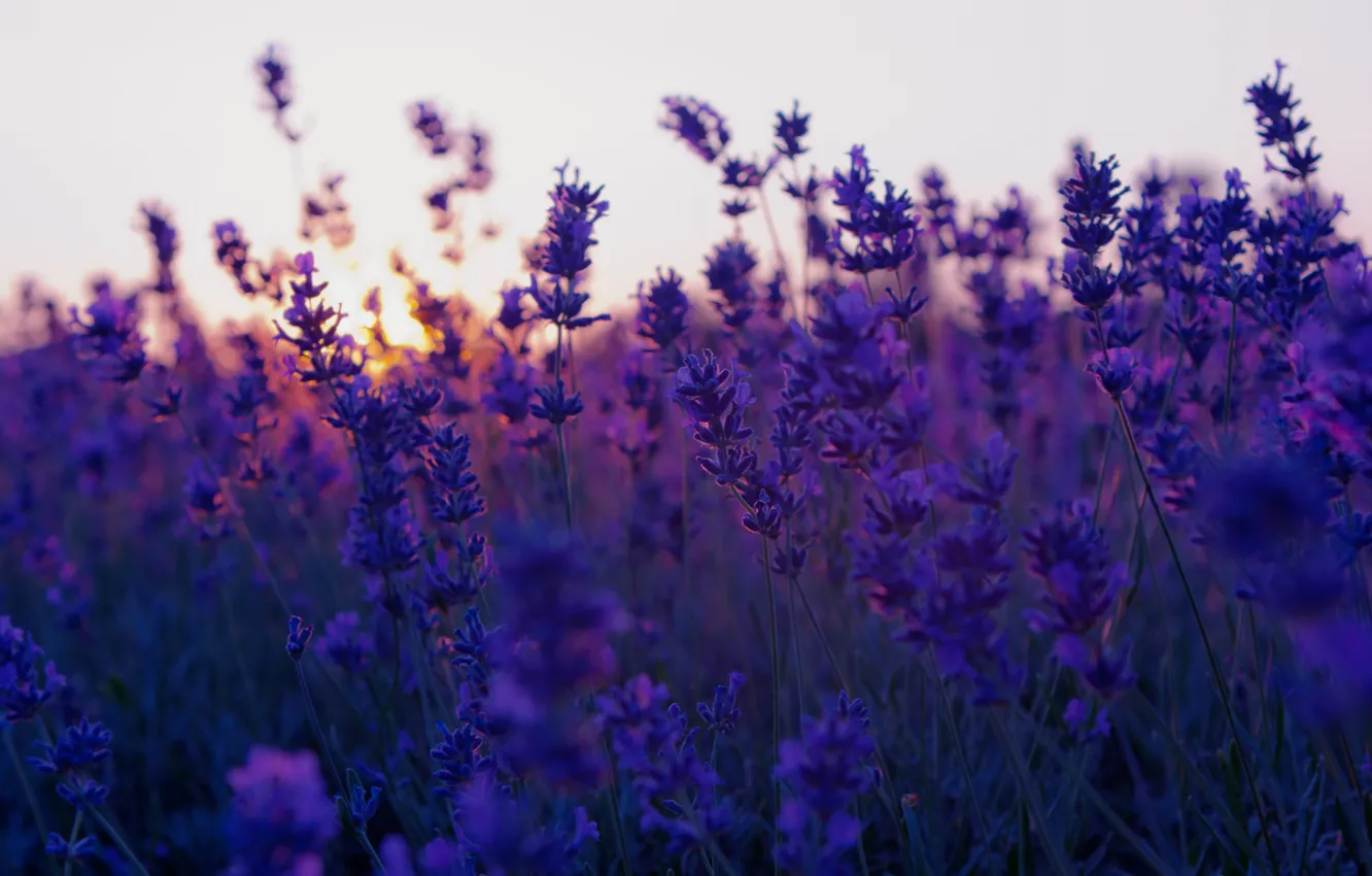 Photo wallpaper sunset, sunset, lavender, lavender