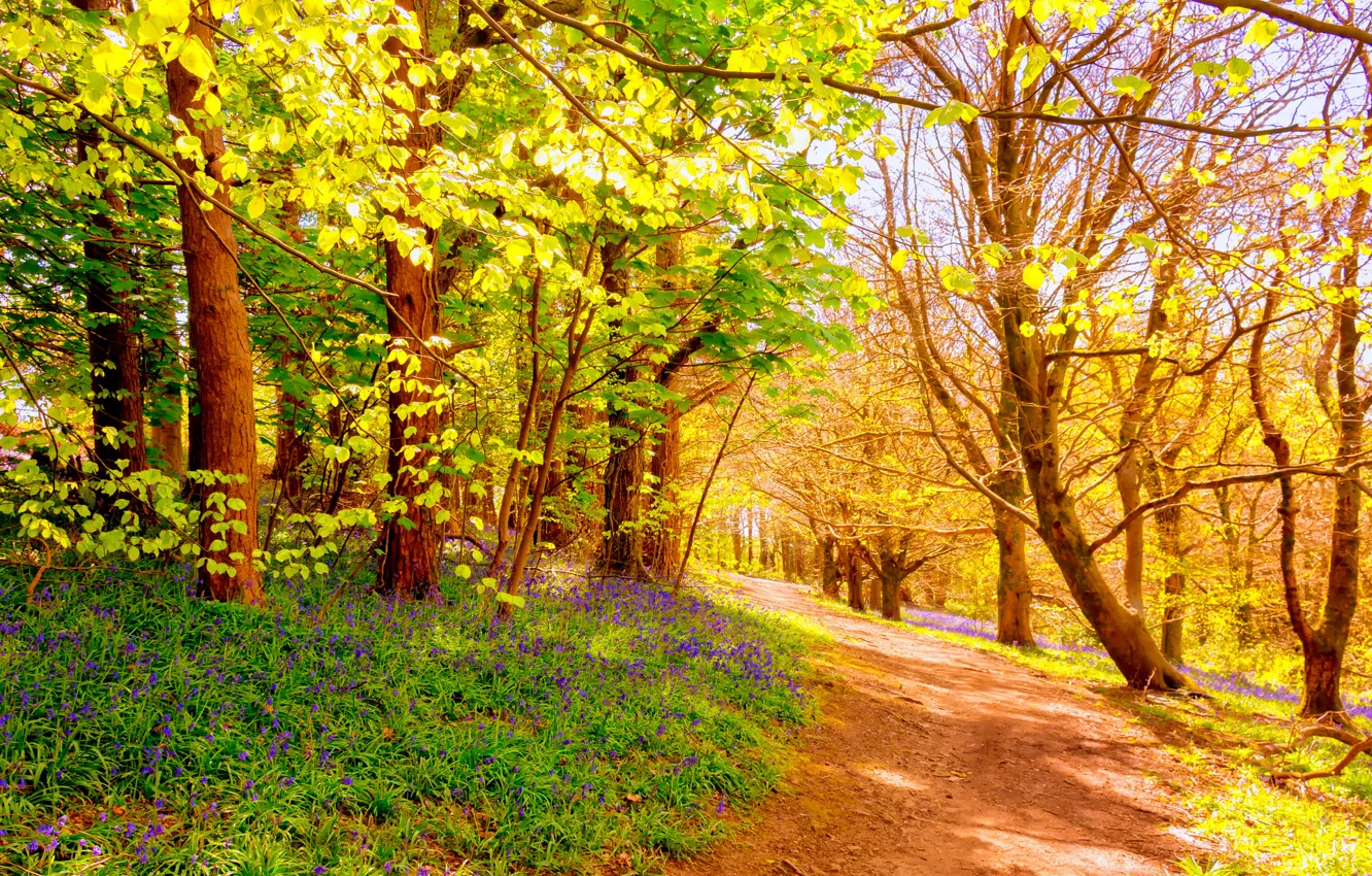 Photo wallpaper forest, trees, trail