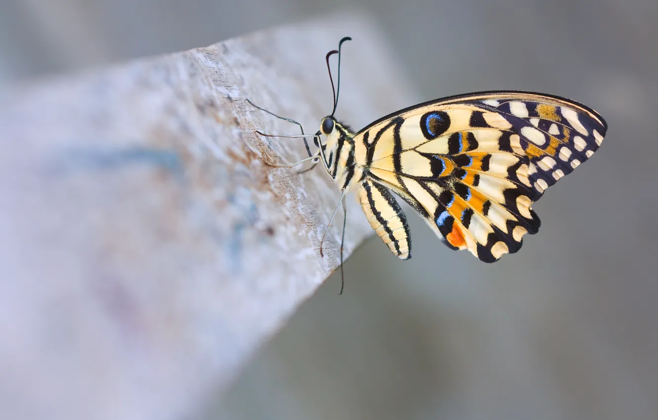 Photo wallpaper macro, butterfly, Lime Butterfly, lemon sailboat demolay