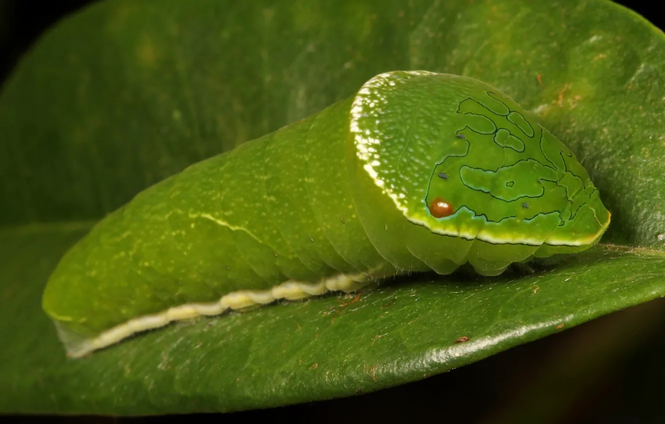 Photo wallpaper leaves, caterpillar, green