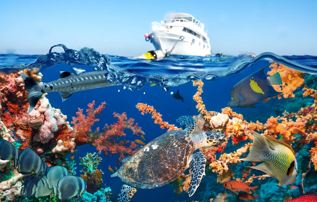 Photo wallpaper sea, the sky, water, fish, turtle, yacht, corals, underwater world