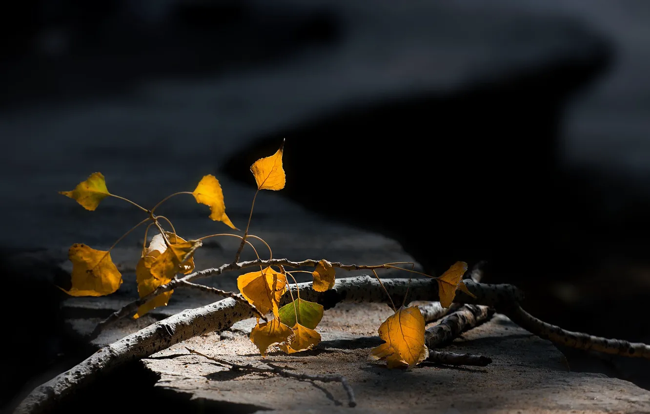 Photo wallpaper branch, blurred background, autumn leaves
