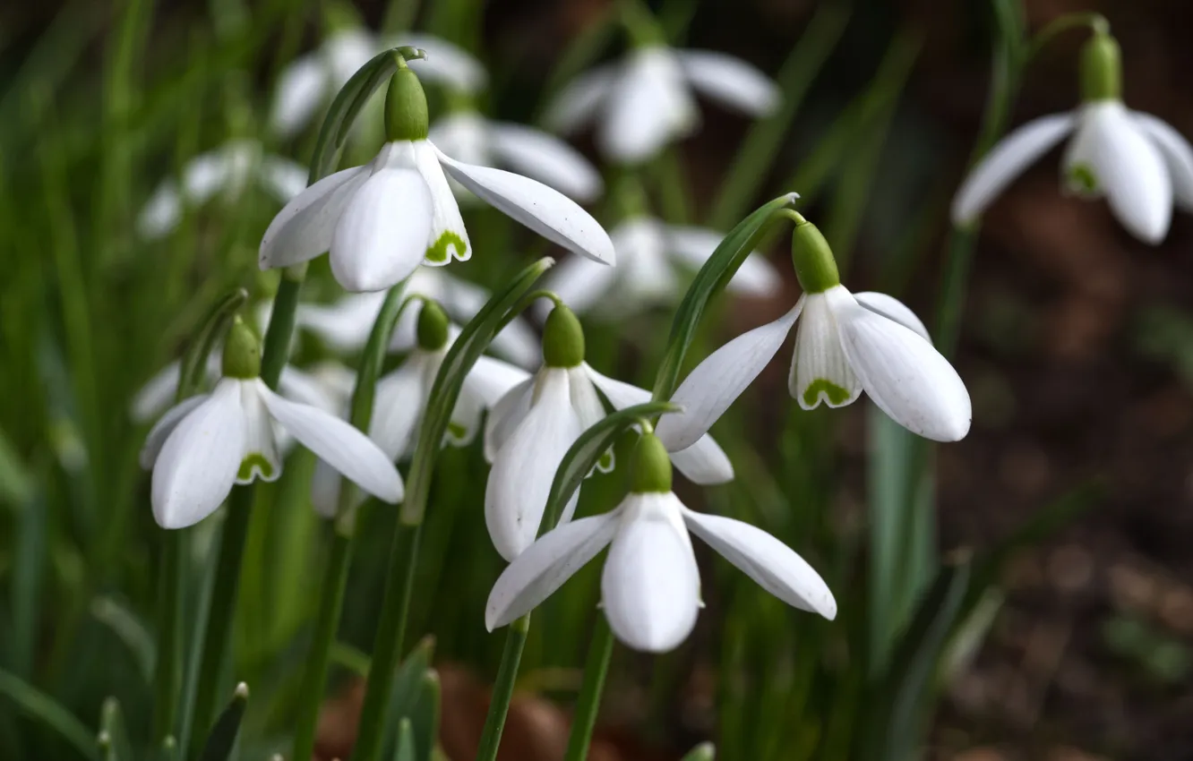 Photo wallpaper spring, petals, snowdrops