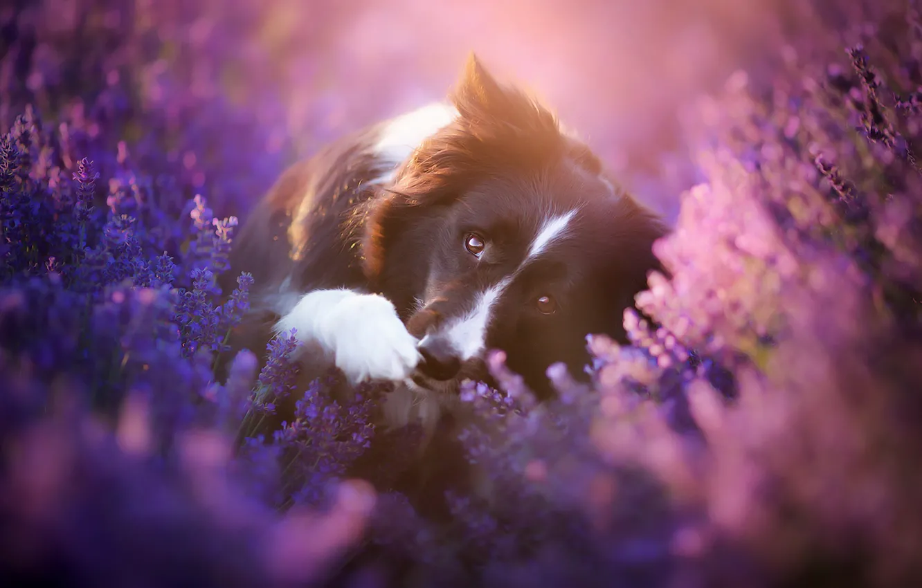 Photo wallpaper field, look, face, light, flowers, pose, paw, black and white