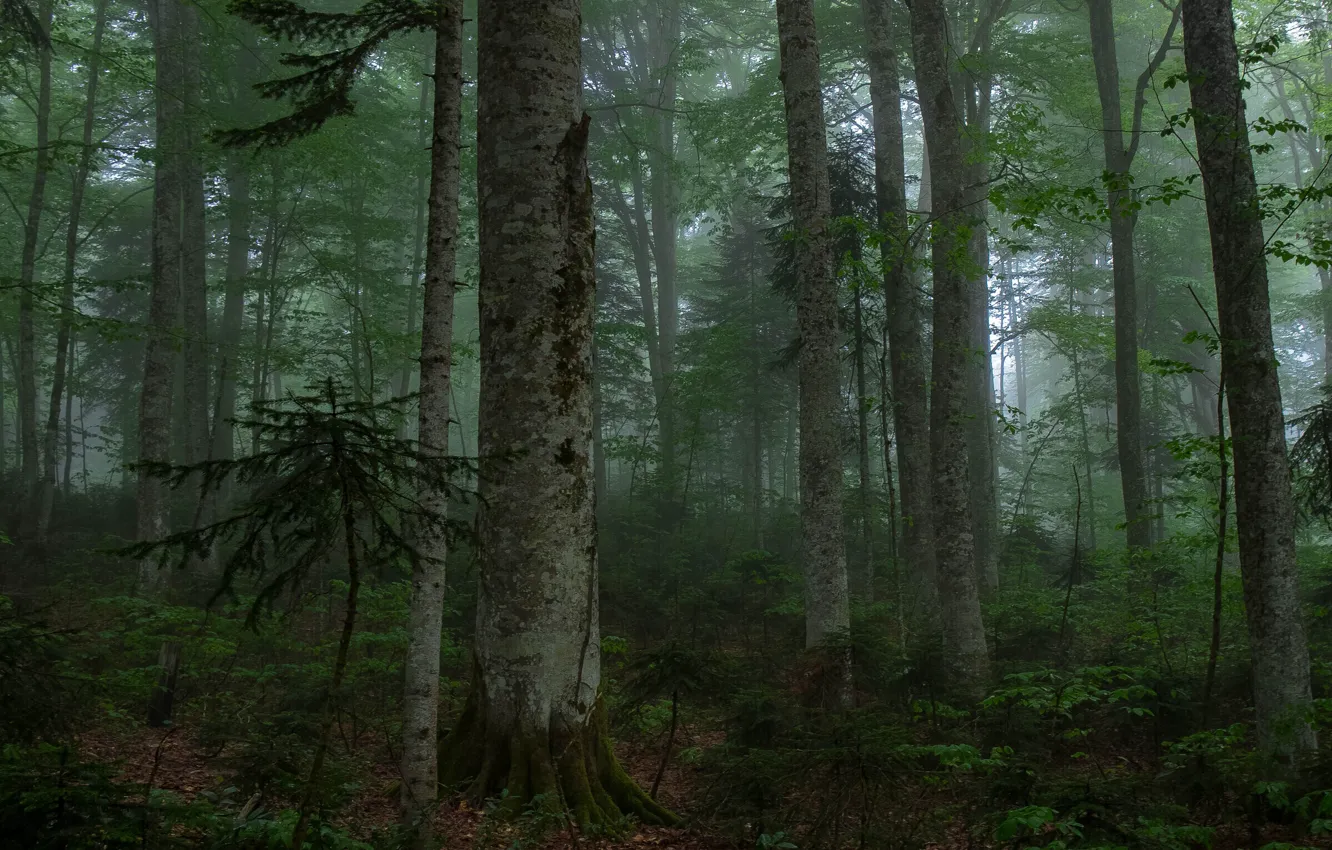 Photo wallpaper forest, trees, nature, fog