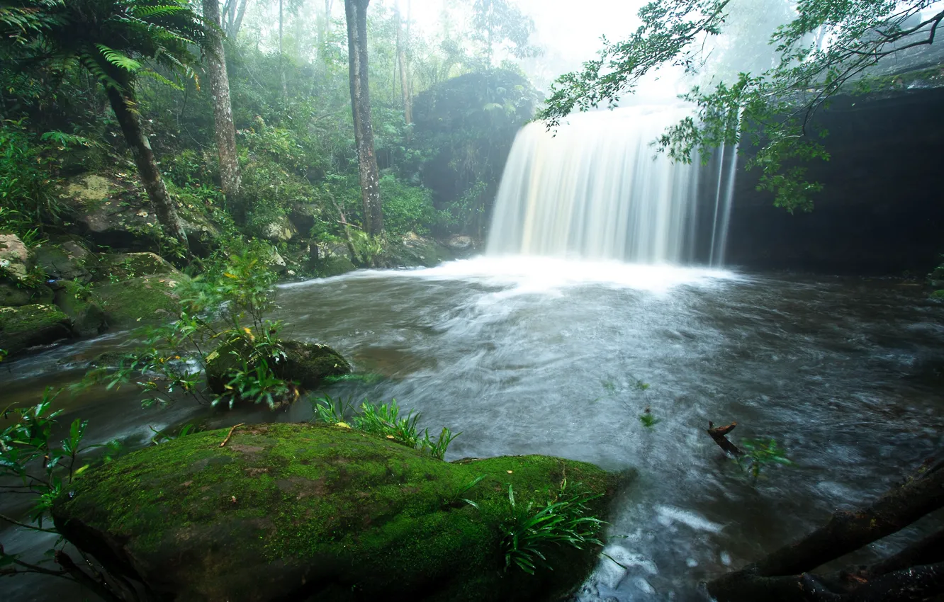 Photo wallpaper greens, leaves, water, trees, nature, background, Wallpaper, vegetation