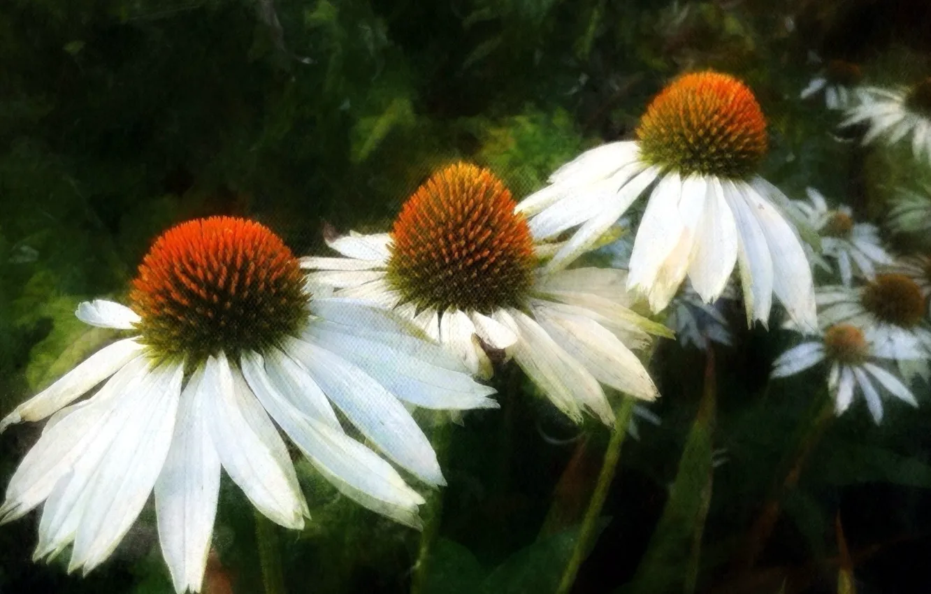 Photo wallpaper flowers, chamomile, flowers, daisies
