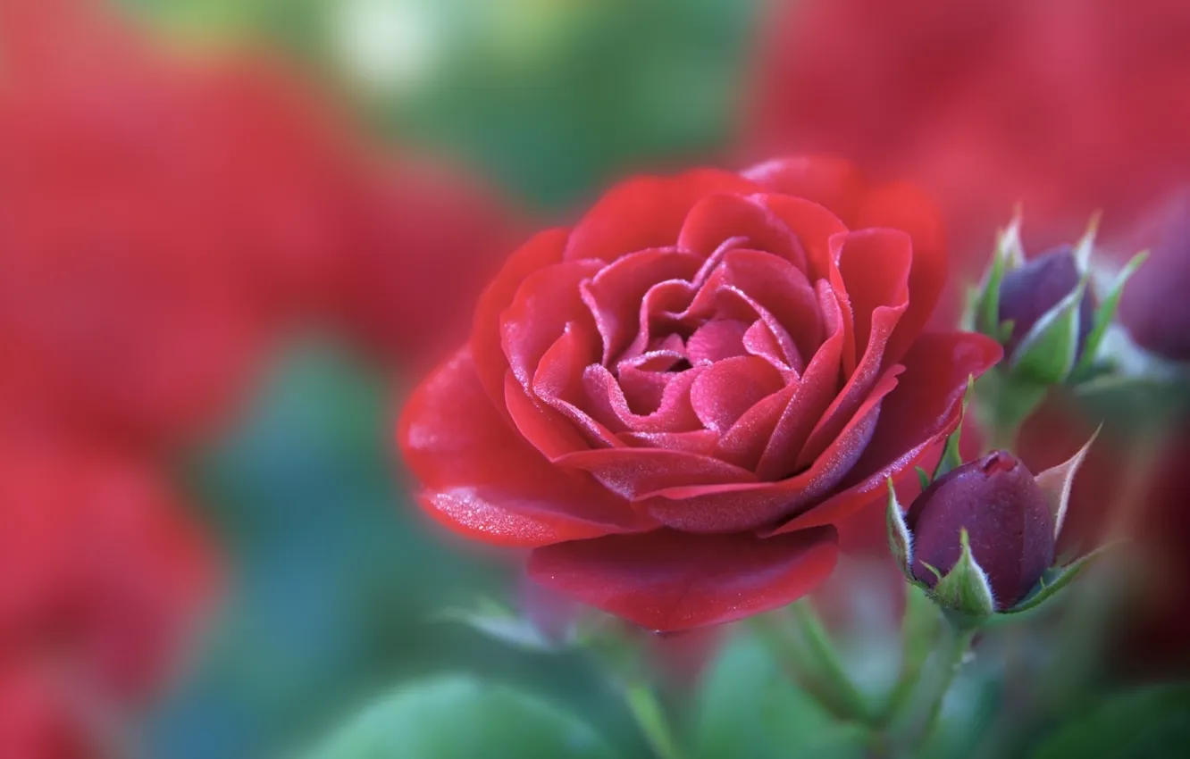 Photo wallpaper flower, red, rose
