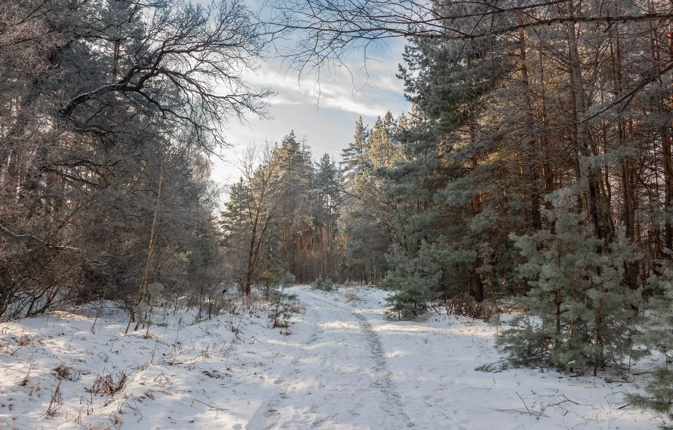 Photo wallpaper winter, frost, forest, trees, nature, Ruslan Vostrikov