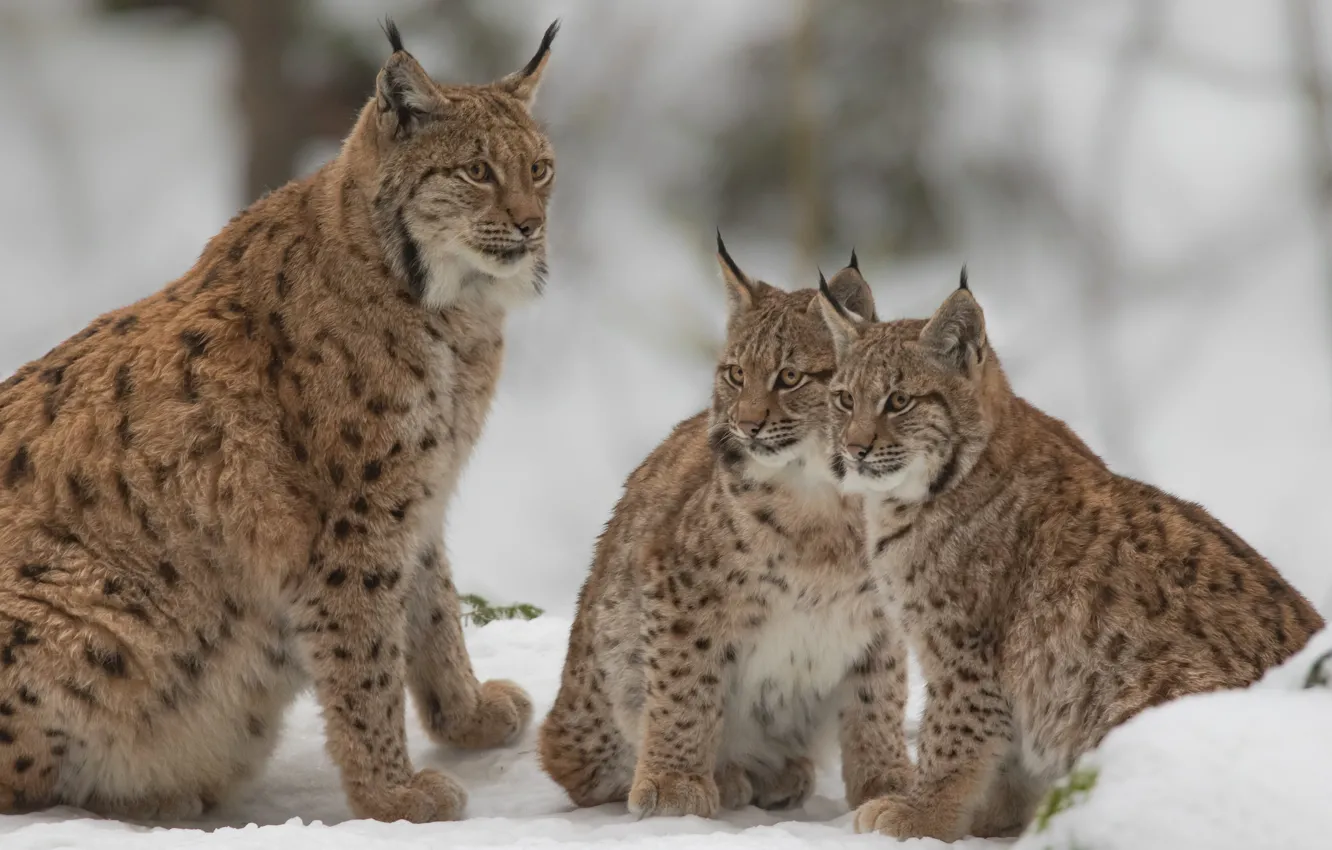 Photo wallpaper snow, kittens, wild cats, lynx, lynx, cubs, the lynx