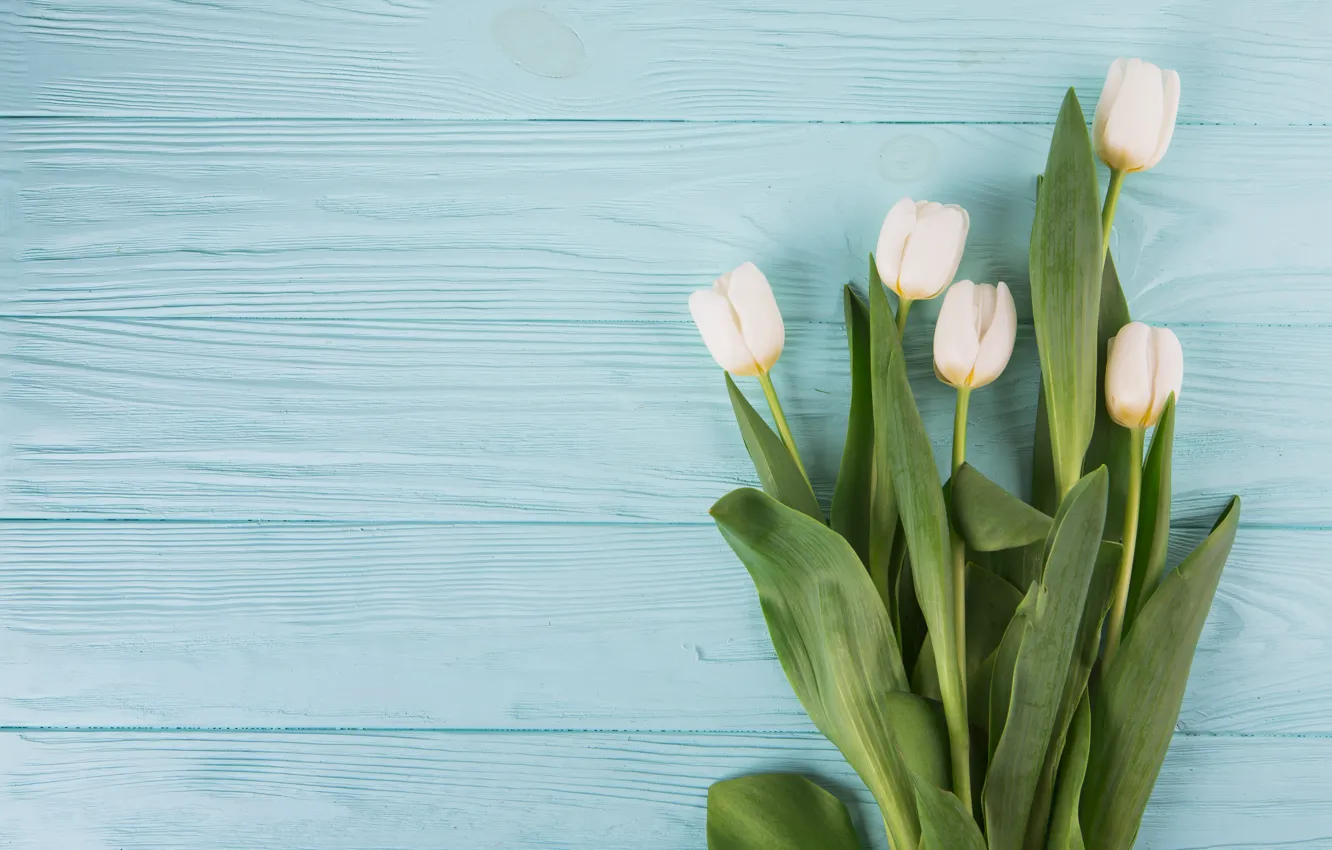 Photo wallpaper flowers, tulips, white, white, flowers, beautiful, tulips, spring