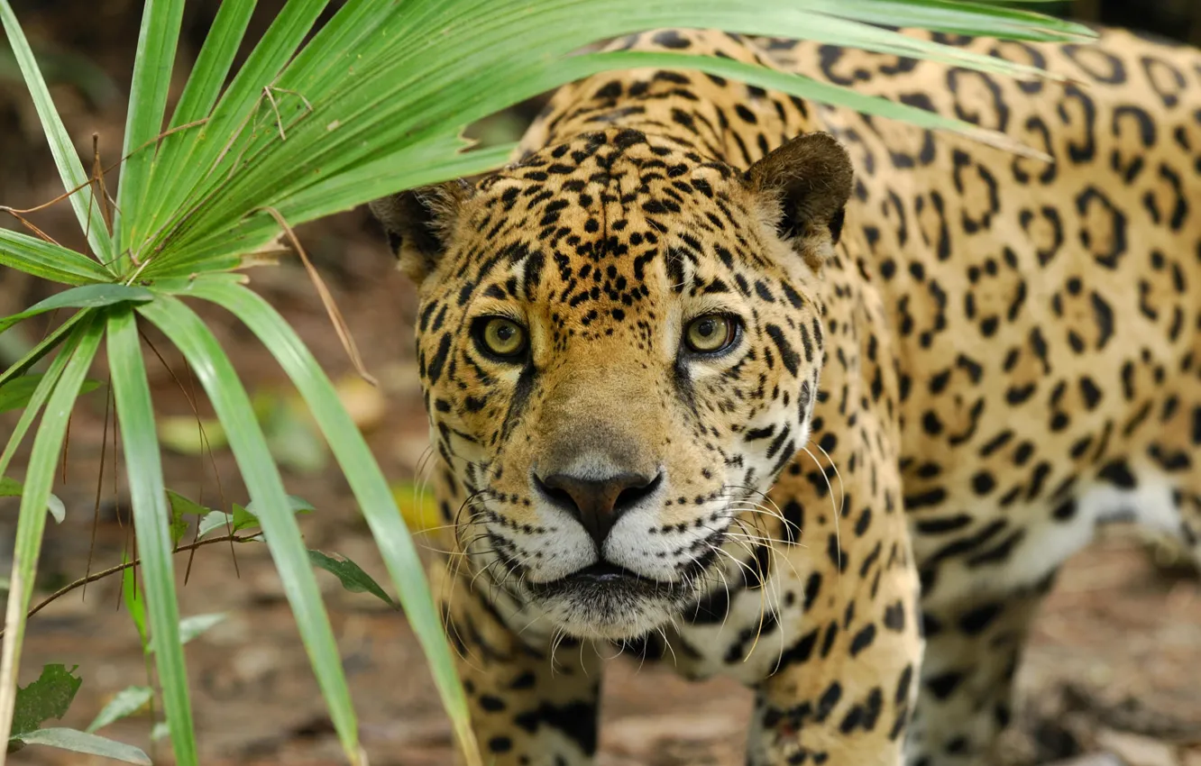 Photo wallpaper face, sheet, predator, Panther, Jaguar, hunting, wild cat