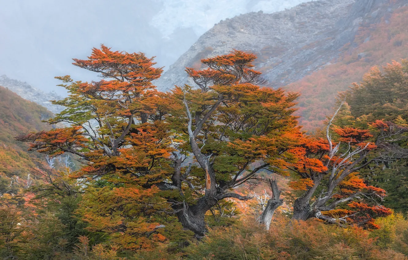 Photo wallpaper trees, mountains, Argentina