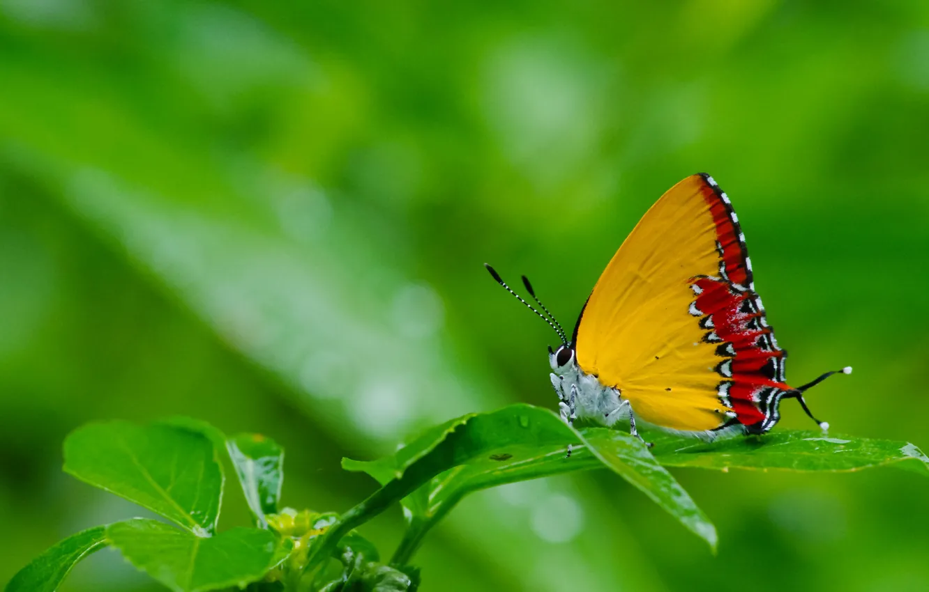 Photo wallpaper grass, nature, butterfly, moth