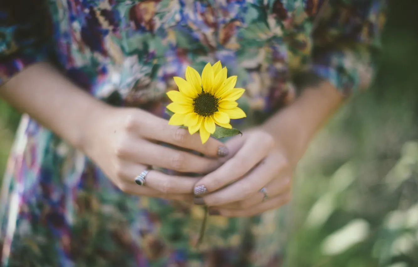 Photo wallpaper flower, yellow, hands, petals, ring