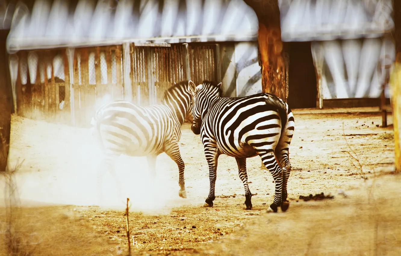 Photo wallpaper animal, dust, Zebra, China, zoo