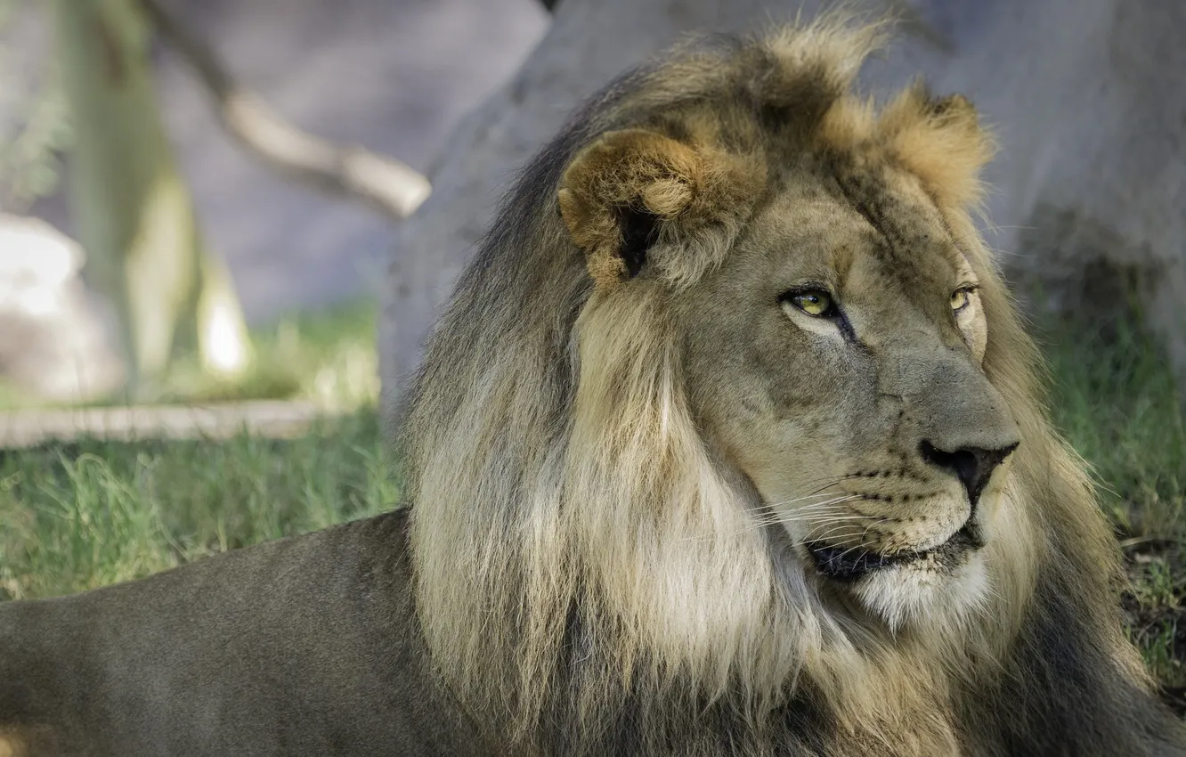 Photo wallpaper cat, look, face, shadow, Leo, mane