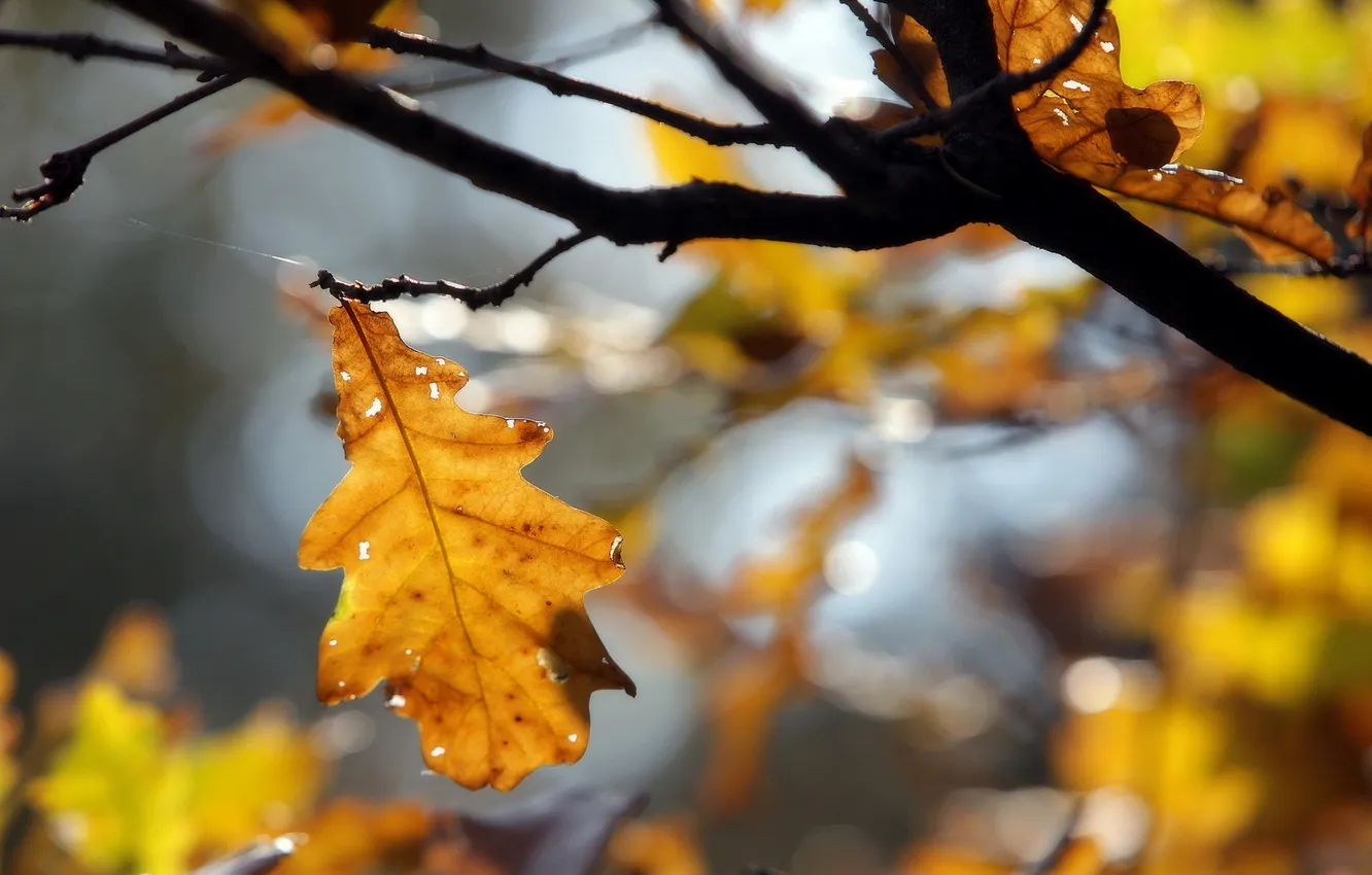Photo wallpaper autumn, leaves, branches