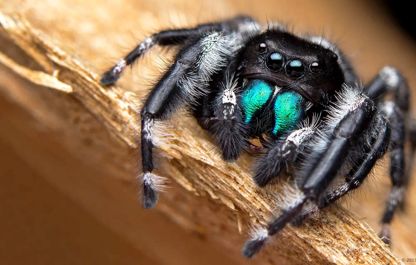 Photo wallpaper eyes, macro, spider, paws, insect