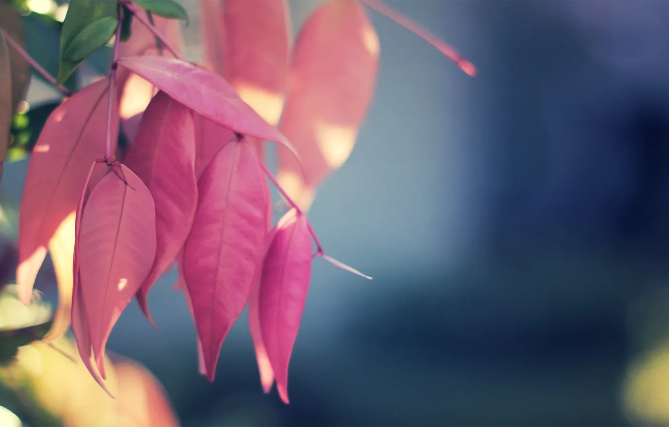Photo wallpaper leaves, nature, Pink Again