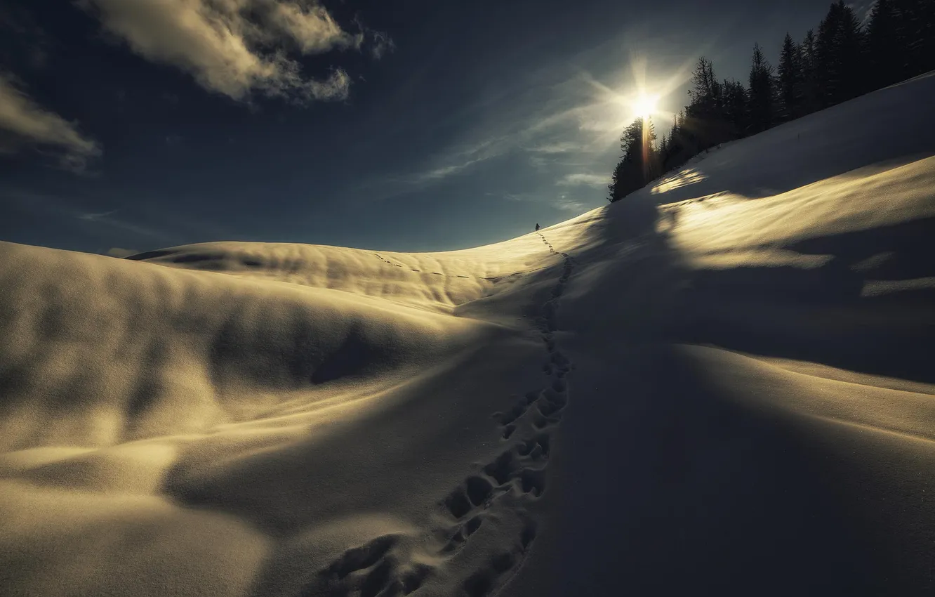 Photo wallpaper forest, snow, mountains, nature