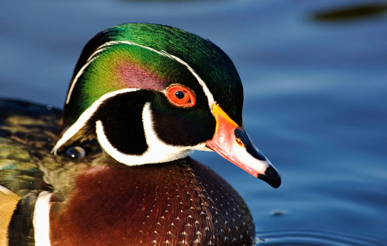 Photo wallpaper water, bird, duck, beak